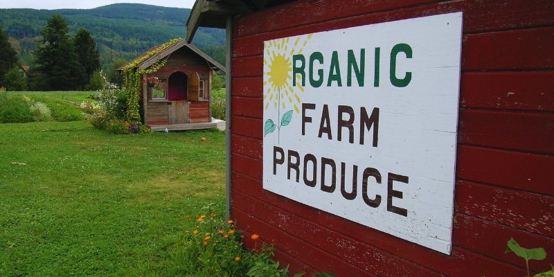 Establishing an Organic Farming Business in Singapore: A Guide for Aspiring Entrepreneurs